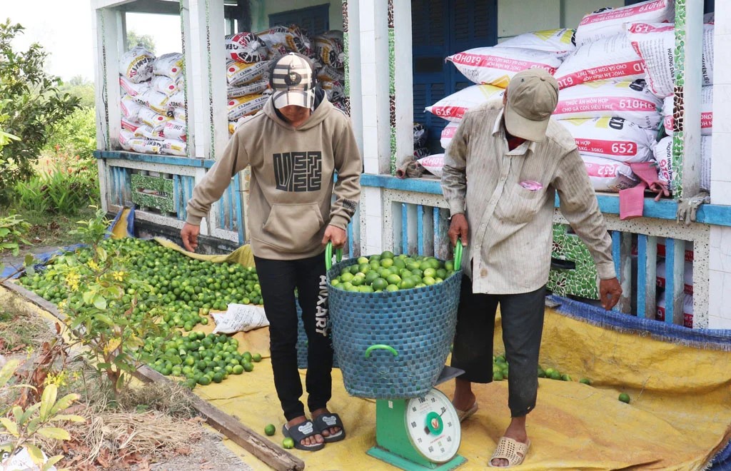 Chanh vụ nghịch, nông dân thu lợi nhuận cao gấp đôi so với thu hoạch chính vụ