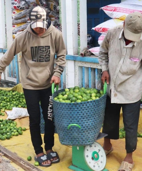 Loại quả này ở Long An, nhìn thấy là tứa nước miếng, sao bỗng bán chạy, hễ hái thương lái 