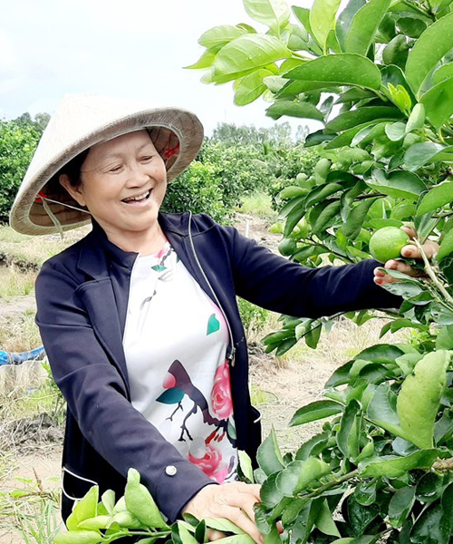 Long An: Đây là nông dân đầu tiên trồng chanh không hạt ở Việt Nam mà nên danh tỷ phú