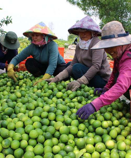 Long An: Trồng chanh công nghệ cao, hái hàng tấn trái bán sang châu Âu